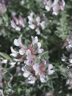 Dorycnium hirsutum Little Boy Blue