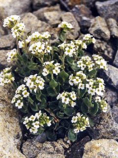 Draba sakuraii