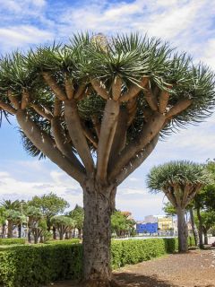 Dracaena draco - Dragonnier des Canaries
