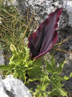 Serpentaire commune, Arum dragon