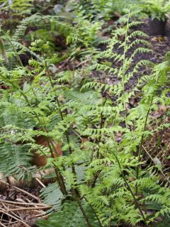 Dryopteris stewartii