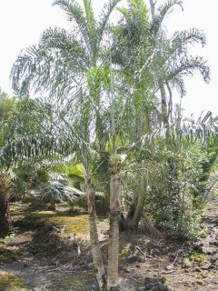 Dypsis plumosa - Palmier plumeux