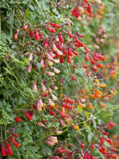 Eccremocarpus scaber