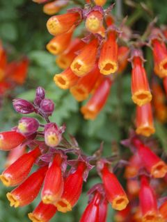 Eccremocarpus scaber