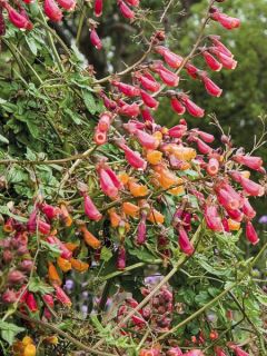 Bignine du Chili 'Anglia Hybrids mixed'