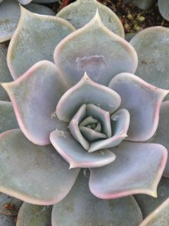 Echeveria lilacina