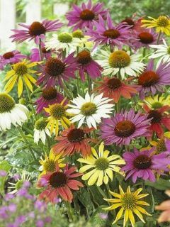 Echinacea Purpurea Lustre Hybrids 