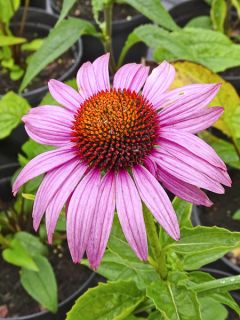 Rudbeckia pourpre 'Pink Parasol'
