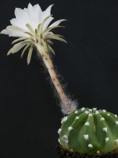 Echinopsis subdenudata