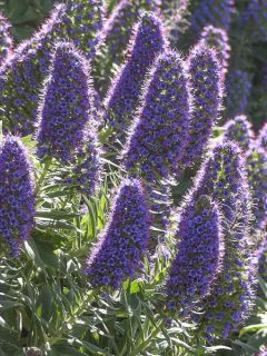 Echium fastuosum (candicans) - Vipérine de Madère.