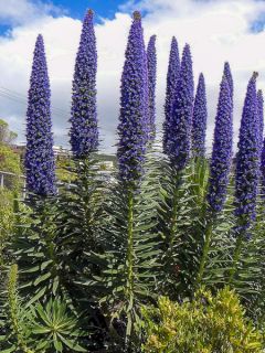 Echium Pininana (Vipérine des Canaries)