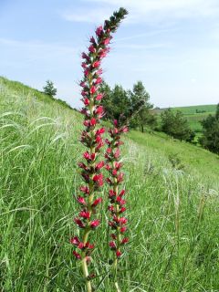 Echium russicum -  Vipérine