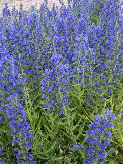 Graines d'Echium vulgare Blue Bedder - Vipérine