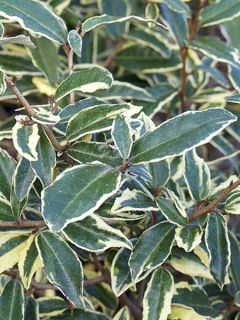 Elaeagnus pungens Hosuba Fukurin - Chalef panaché