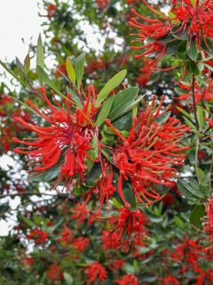 Embothrium coccineum Lanceolatum - Arbre de feu