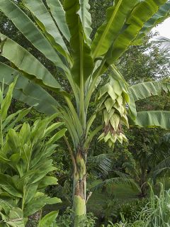 Bananier des neiges