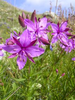 Epilobium fleischeri