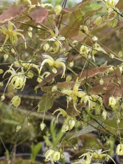 Epimedium chlorandrum, Fleur des elfes
