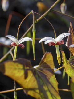 Fleur des elfes dolichostemon