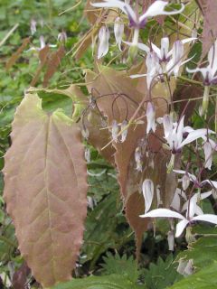 Epimedium fargesii, Fleur des elfes