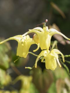 Epimedium flavum, Fleur des elfes