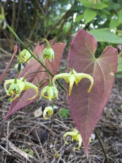 Epimedium franchetii Brimstone Butterfly, Fleur des elfes Epimedium franchetii Brimstone Butterfly, Fleur des elfes