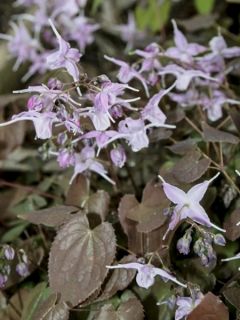 Epimedium grandiflorum f. violaceum, Fleur des elfes