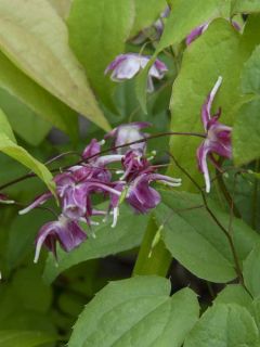 Epimedium grandiflorum Rubinkröne, Fleur des elfes