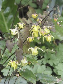 Epimedium membranaceum, Fleur des elfes