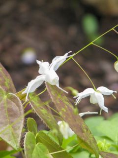 Epimedium ogisui, Fleur des elfes