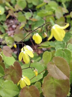 Epimedium platypetalum, Fleur des elfe