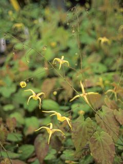 Epimedium rhizomatosum, Fleur des elfes
