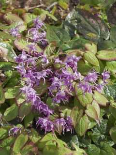 Epimedium sempervirens, Fleur des elfes