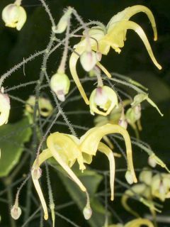 Epimedium wushanense, Fleur des elfes