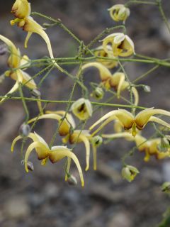 Fleur des Elfes, Epimedium wushanense Caramel