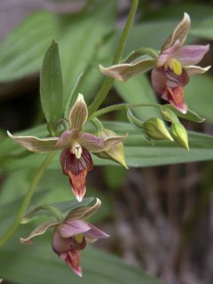 Epipactis gigantea - Helleborine