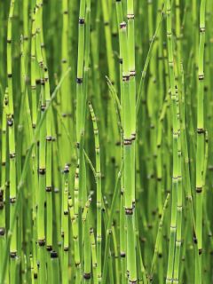Equisetum camtschatcense, Prèle