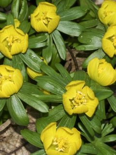 Eranthis cilicica - Aconit d'hiver