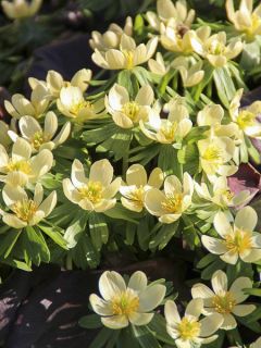Eranthis hyemalis Schwefelglanz - Hellébore d'hiver