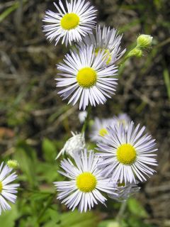 Erigeron annus, Vergerette