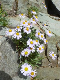 Erigeron leiomerus, Vergerette