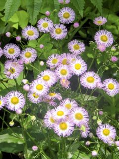 Erigeron philadelphicus, Vergerette