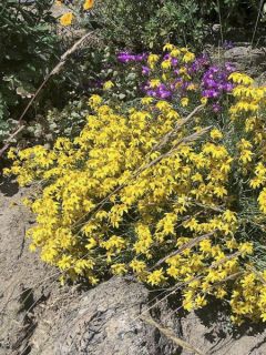 Eriophyllum lanatum Pointe