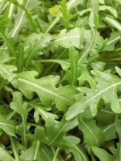 Roquette cultivée - Vilmorin