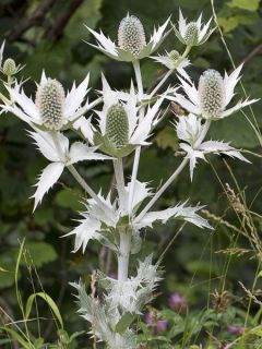 Eryngium Giganteum Miss Willmotts Ghost 
