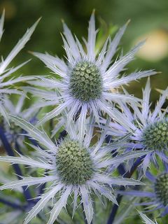 Eryngium oliverianum - Panicaut