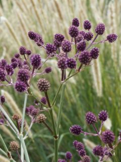 Eryngium pandanifolium, Panicaut