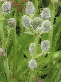 Eryngium serra, Panicaut