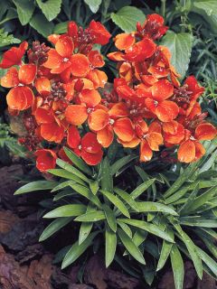 Giroflée ravenelle Bedder Scarlet