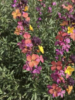 Giroflée, Erysimum mutabile